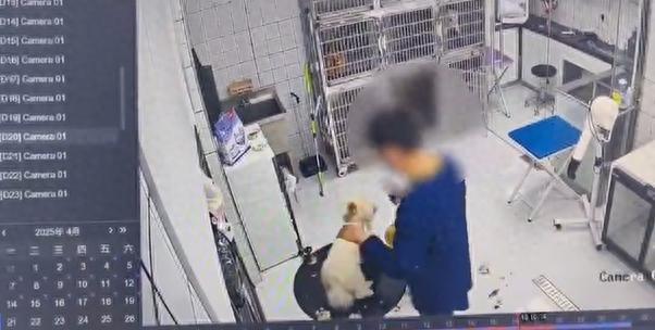 江苏淮安一宠物医院暴力摔打宠物狗 院方回应(图1)