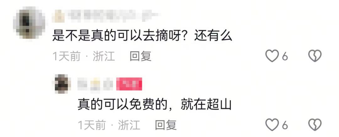 杭州官方回应 多人冒险上山疯抢，爬树5米高摘 杨梅(图2)