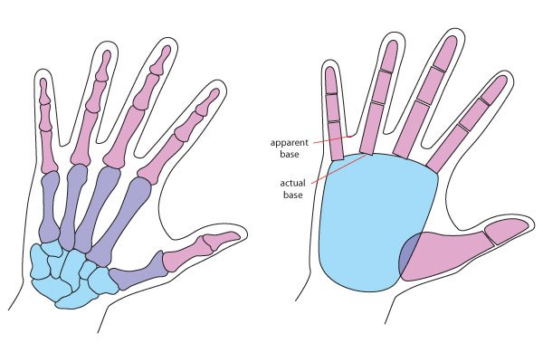 人体绘画教程-人体解剖学基础之如何画手(图2)