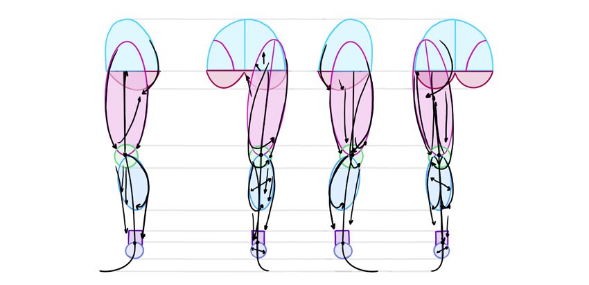 腿部解剖参考