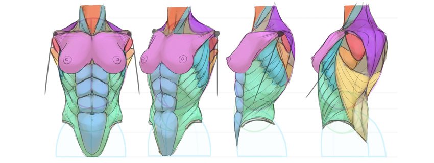 乳房解剖
