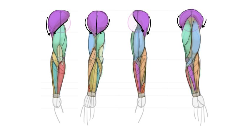 如何画手臂肌肉