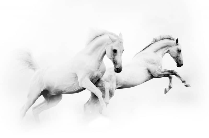 maryart1 , 123RF的两匹白马。 